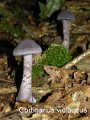 Cortinarius violaceus-amf711